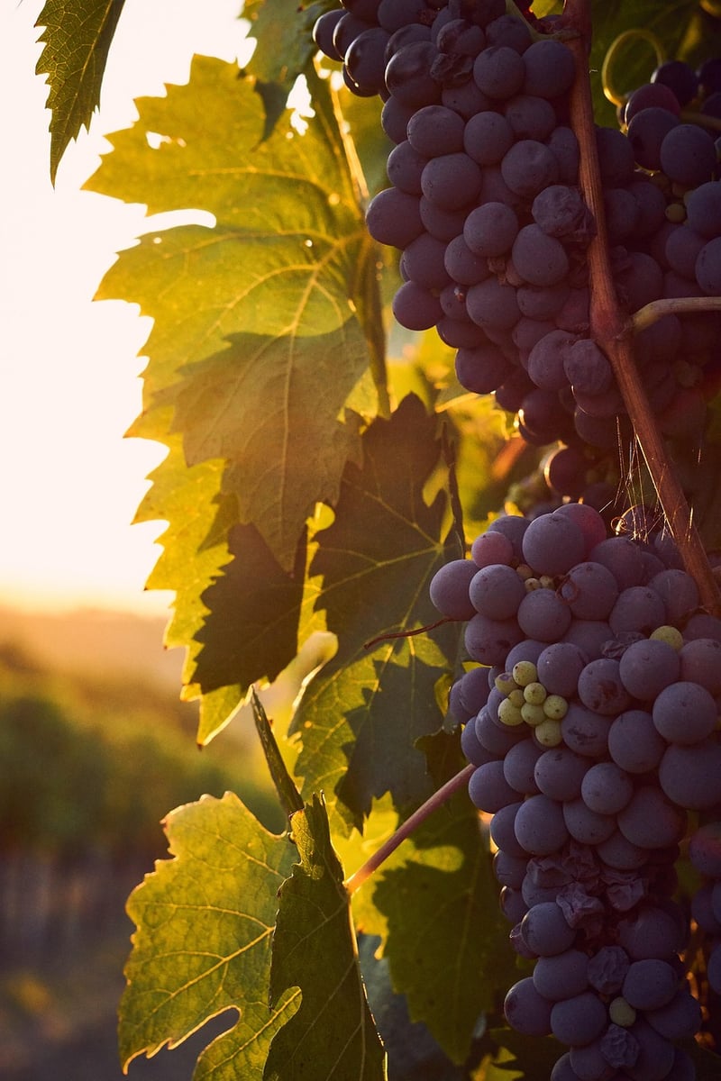 Tuscany Vineyard Wedding